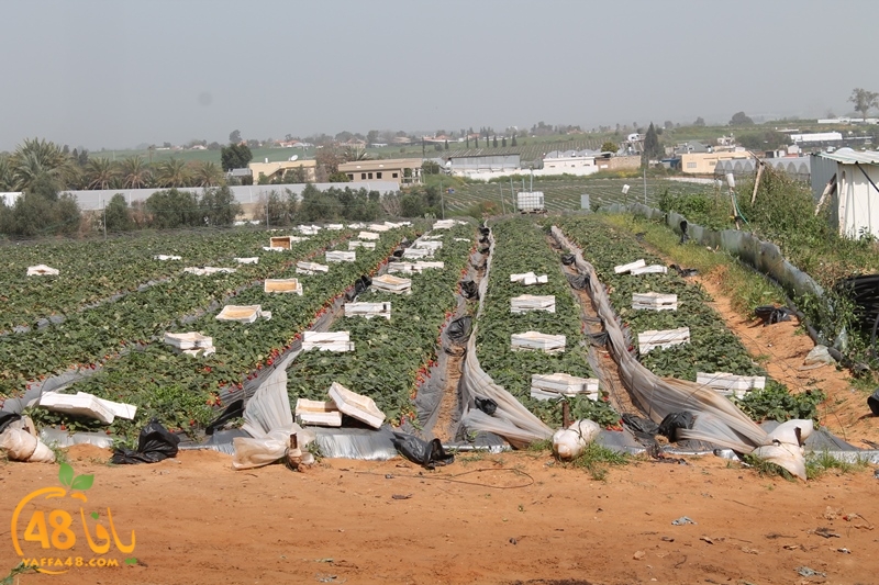 a7bab aqsa farawla (34).JPG